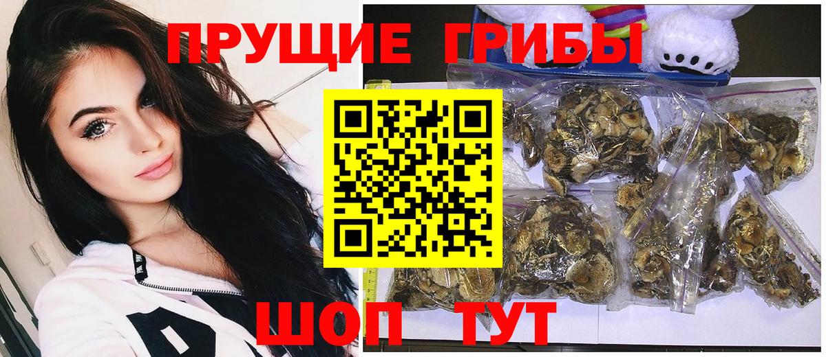 Владимир  Галлюциногенные грибы Cubensis  Вход с VPN 